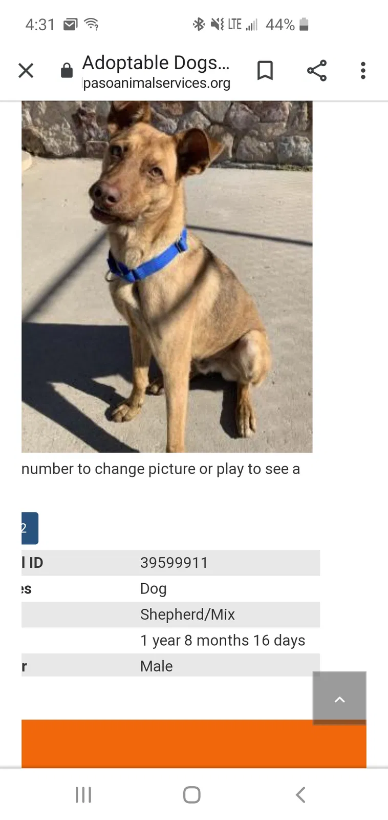 Lost dog in Denver, CO, 80206