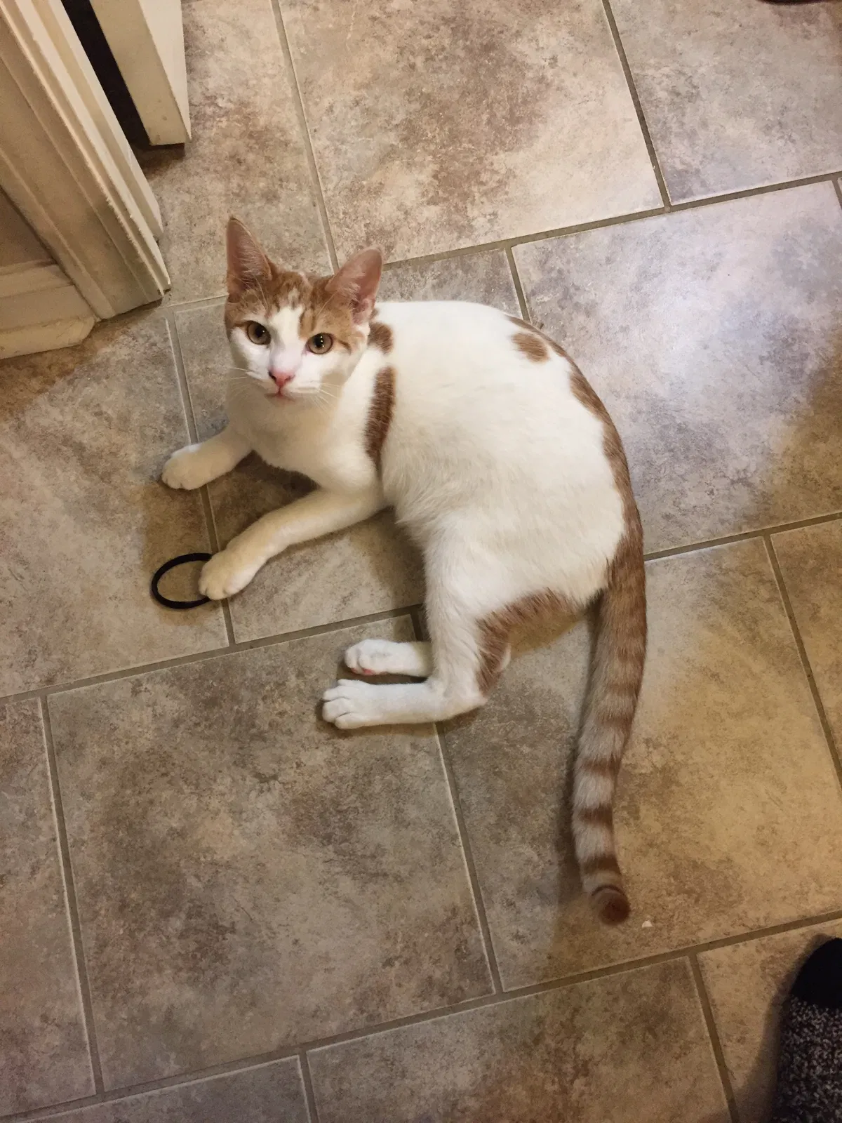 Lost cat in Zachary, LA, 70791