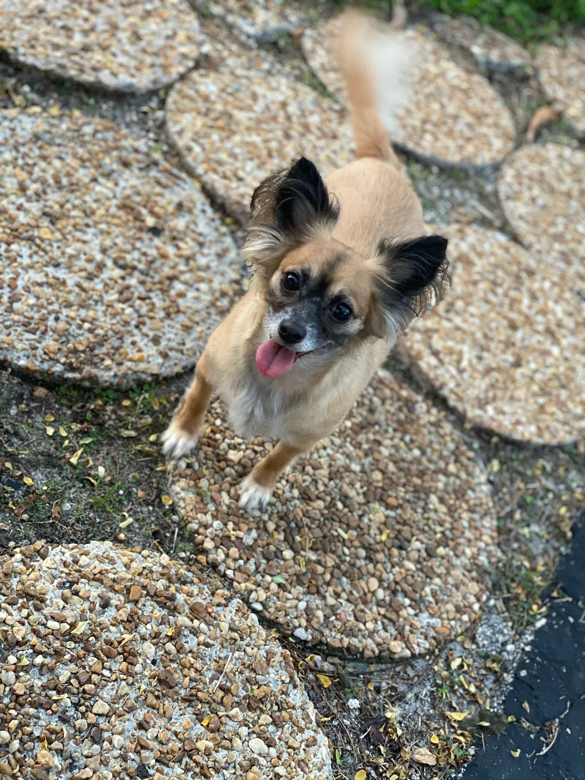 Lost dog in Fort Lauderdale, FL, 33319