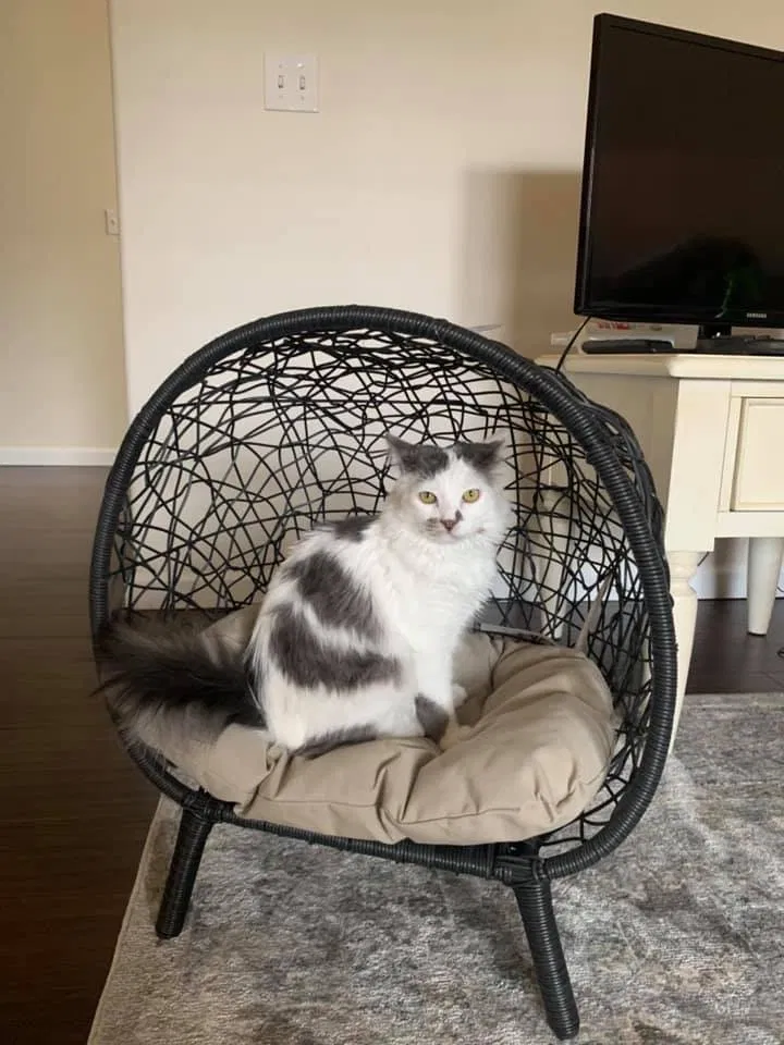 Lost cat in Greenacres, WA, 99016