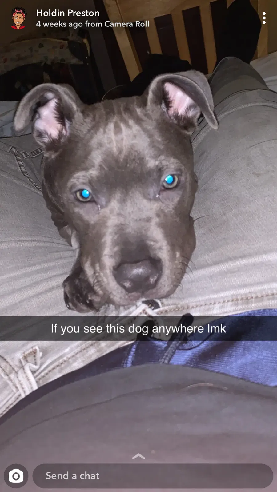 Lost dog in Clinton, TN, 37716