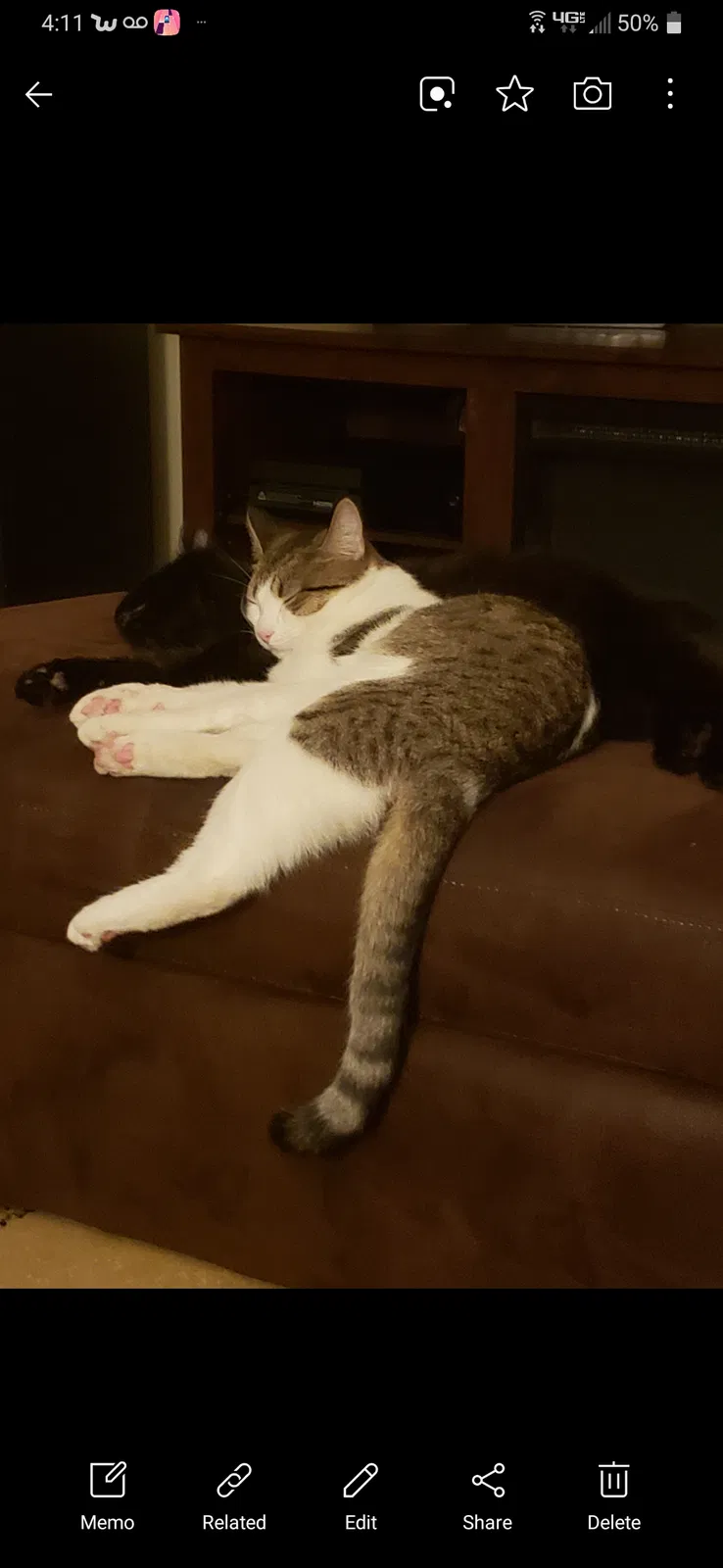 Lost cat in Fort Wayne, IN, 46818