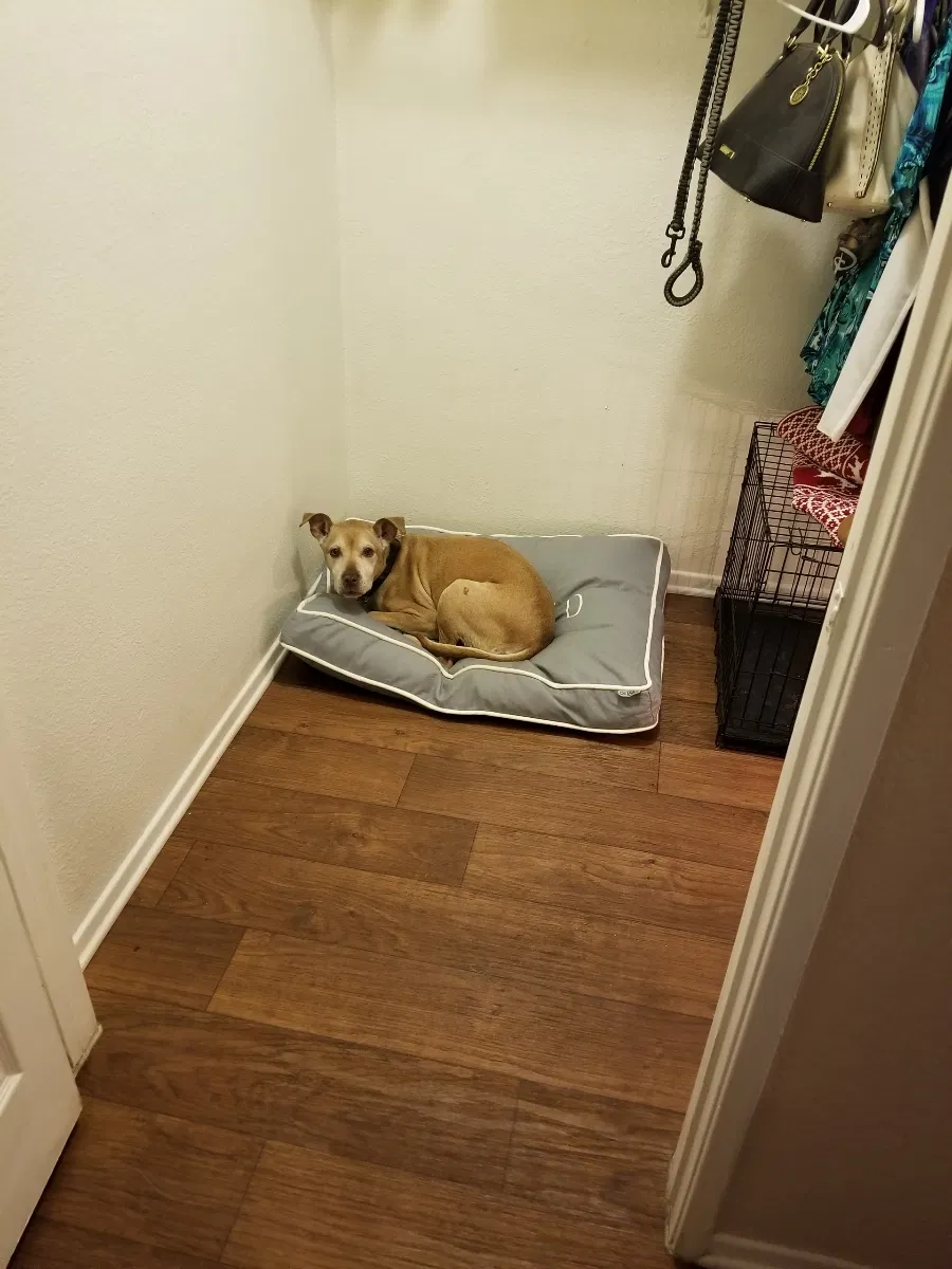 Lost dog in San Bernardino, CA, 92404