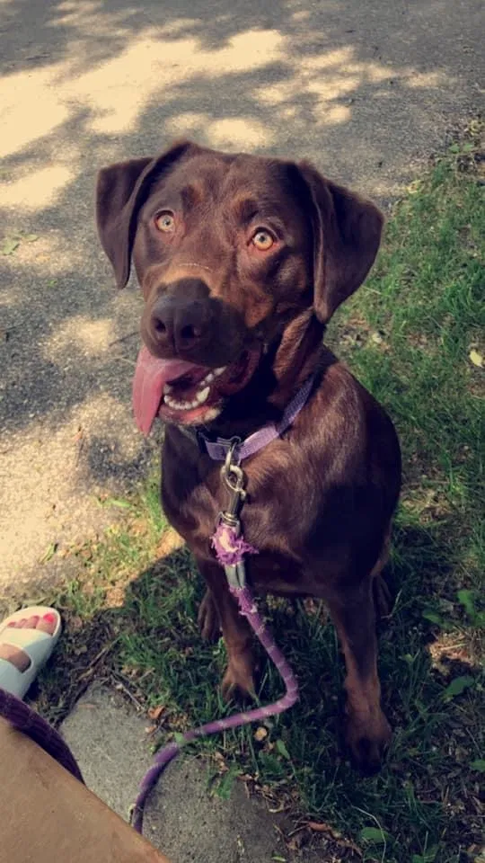 Lost dog in Norwood Young America, MN, 55368
