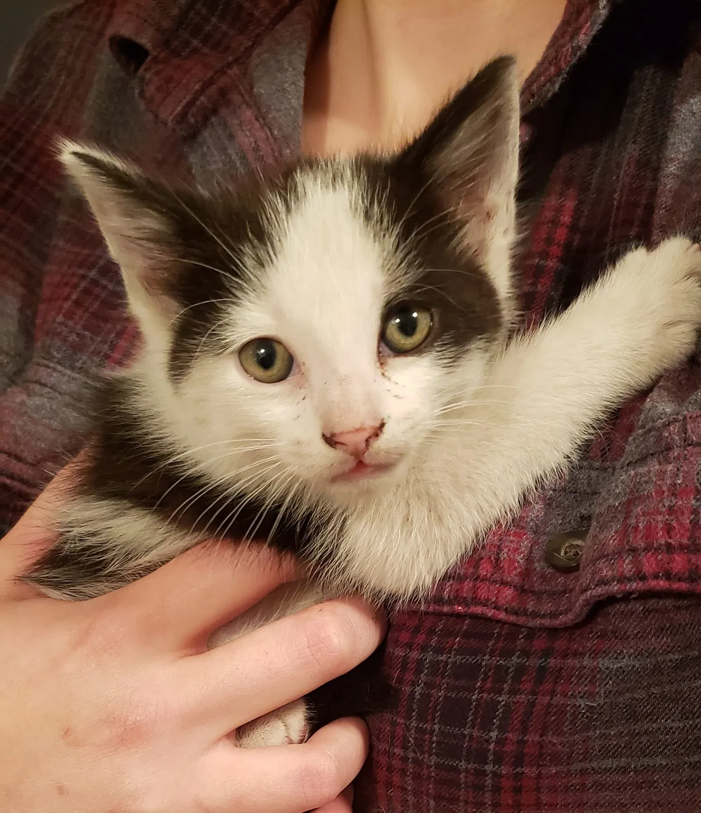 Lost cat in New Port Richey, FL, 34652