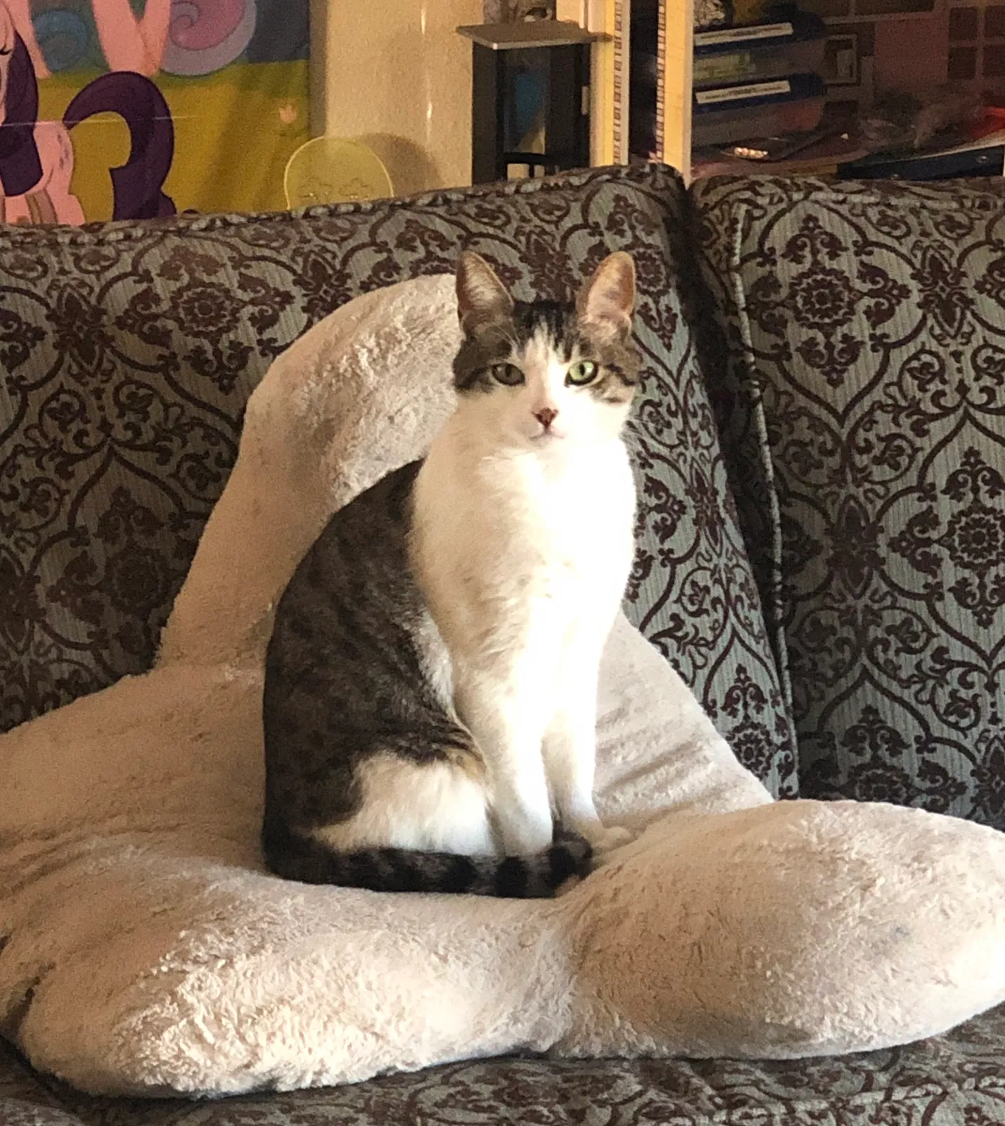 Lost cat in Oxnard, CA, 93033