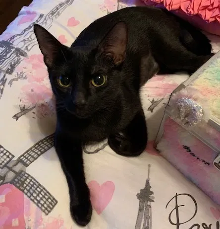 Lost cat in Austin, TX, 78738