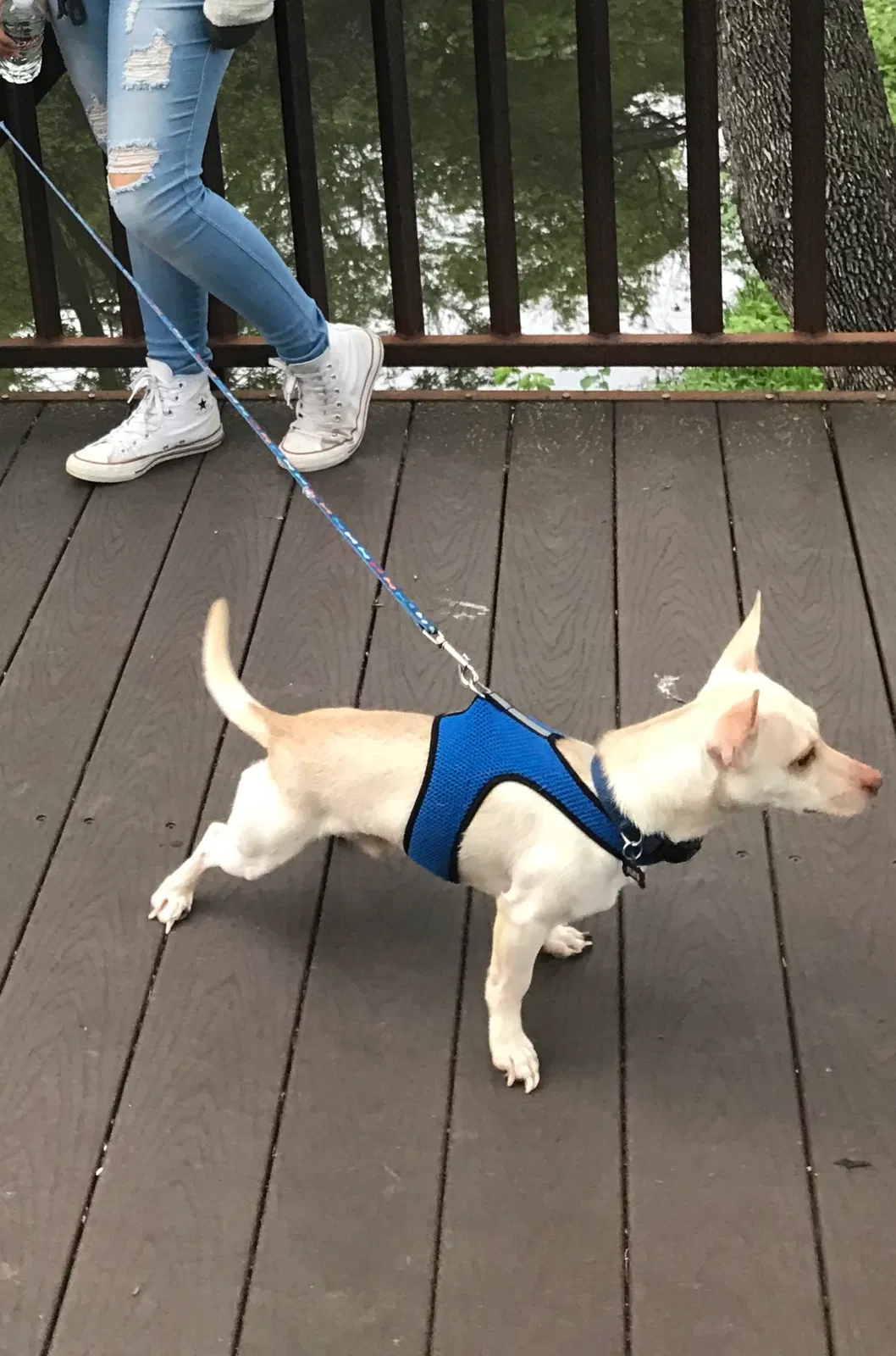 Lost dog in Carrollton, TX, 75006