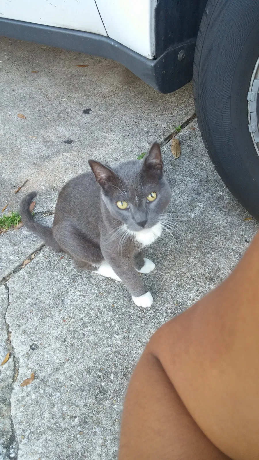 Lost cat in Tallahassee, FL, 32303