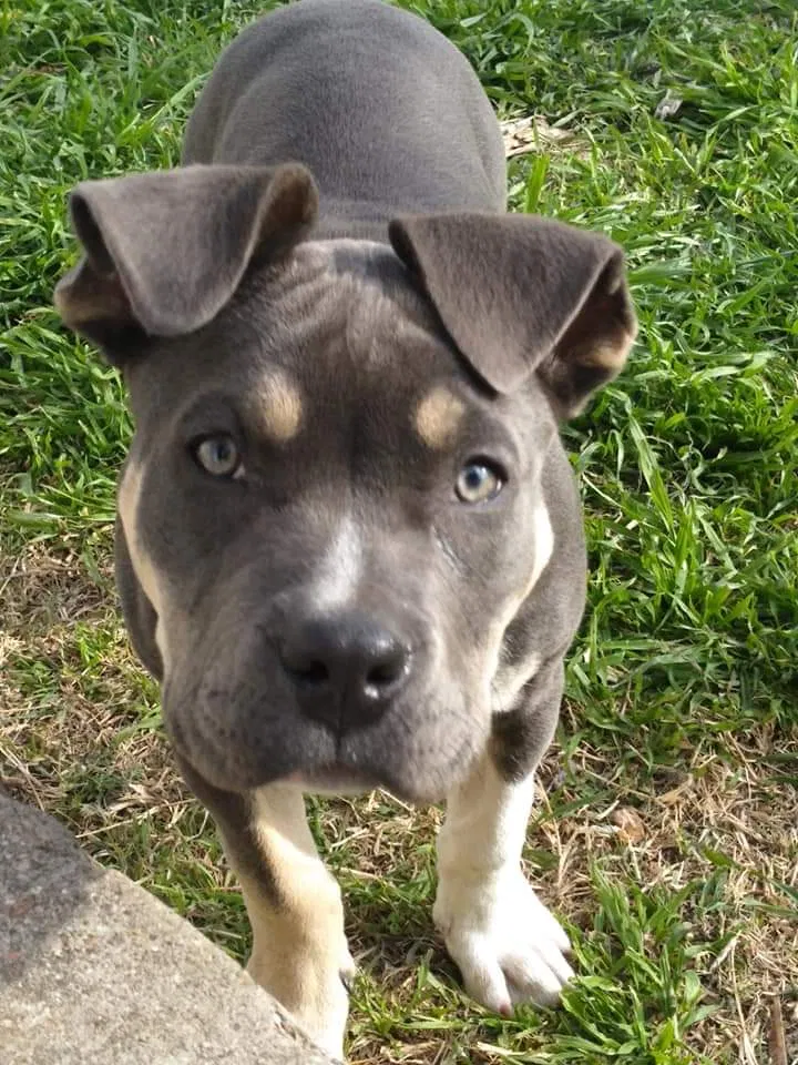 Lost dog in Lubbock, TX, 79411
