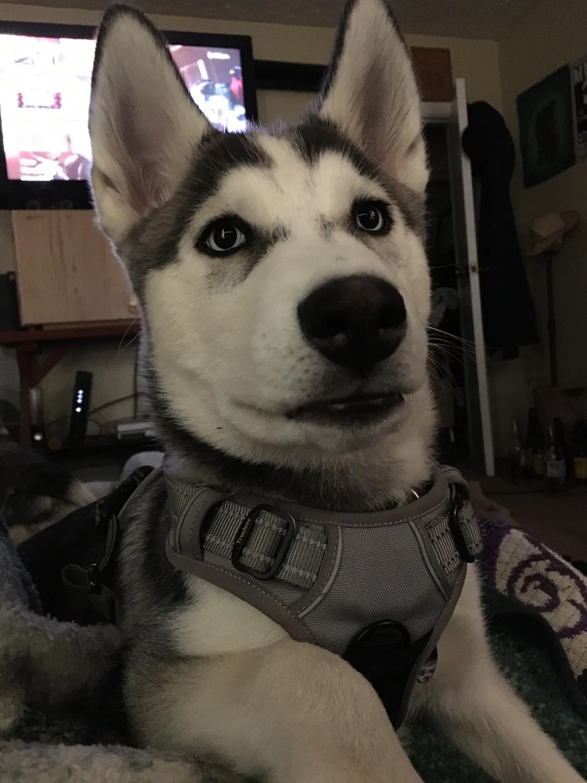 Lost dog in Portland, OR, 97211