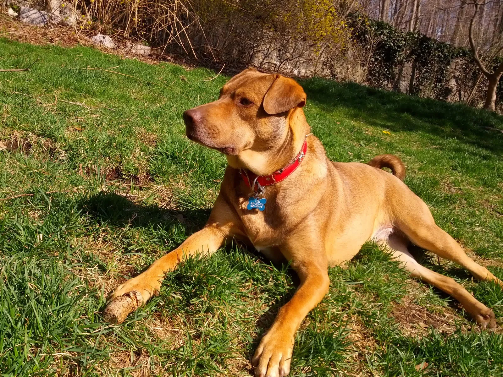 Lost dog in Hartsdale, NY, 10530