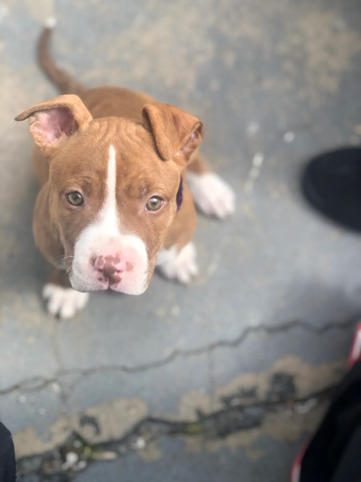 Lost dog in Jamaica, NY, 11434