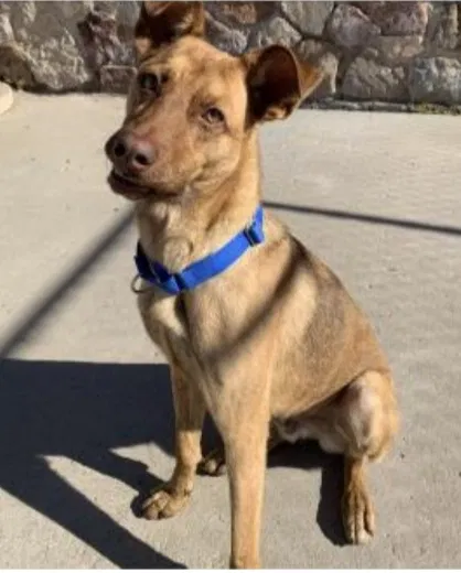 Lost dog in Denver, CO, 80221