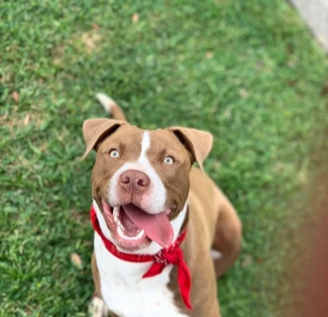 Lost dog in Stafford, TX, 77477