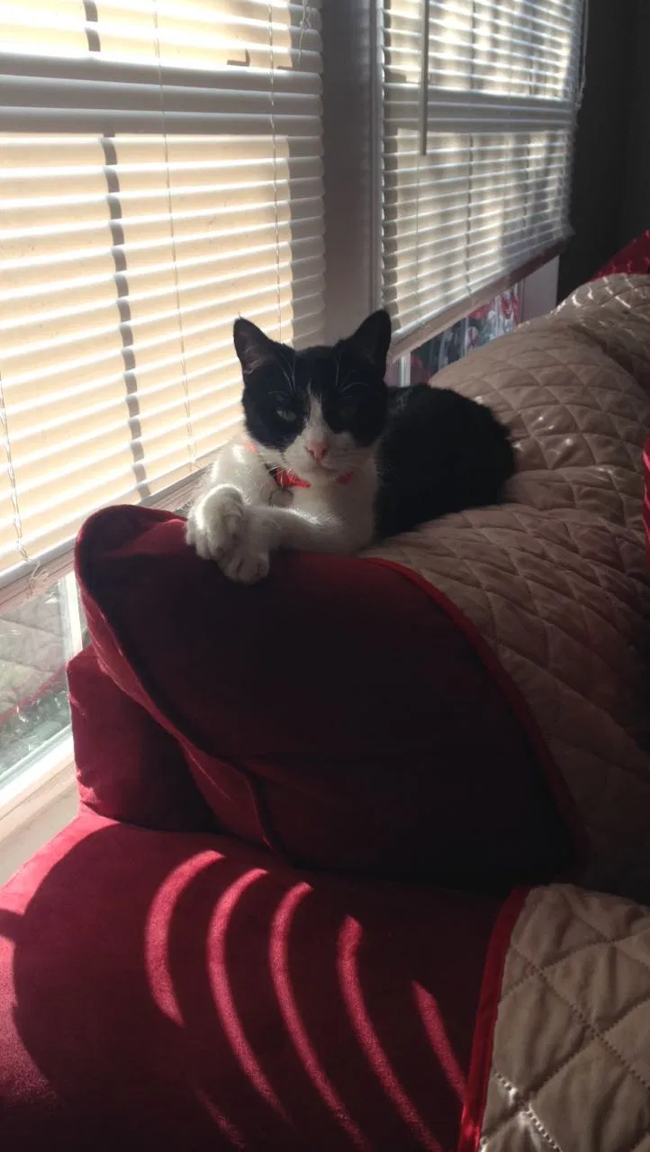 Lost cat in Loris, SC, 29569