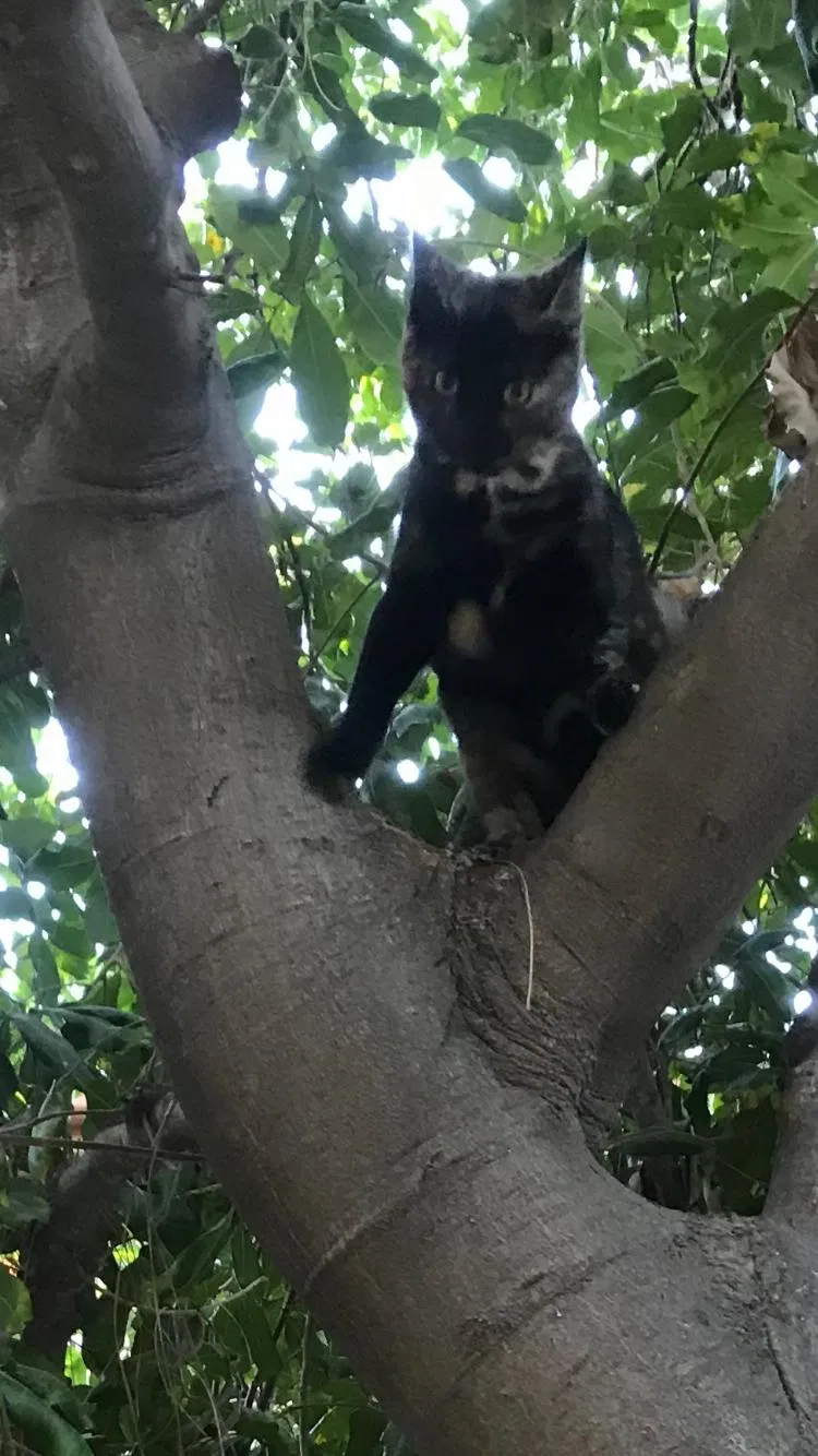 Lost cat in Thousand Oaks, CA, 91362