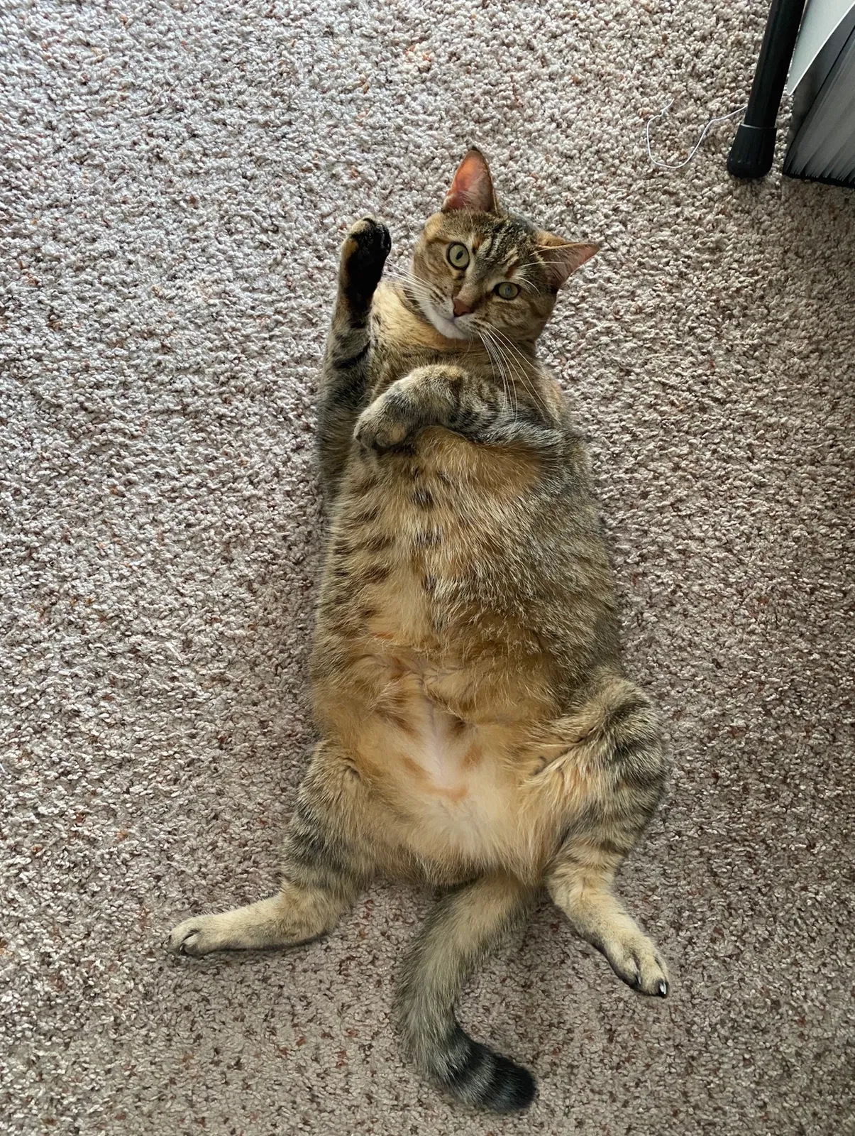 Lost cat in Miami, FL, 33155