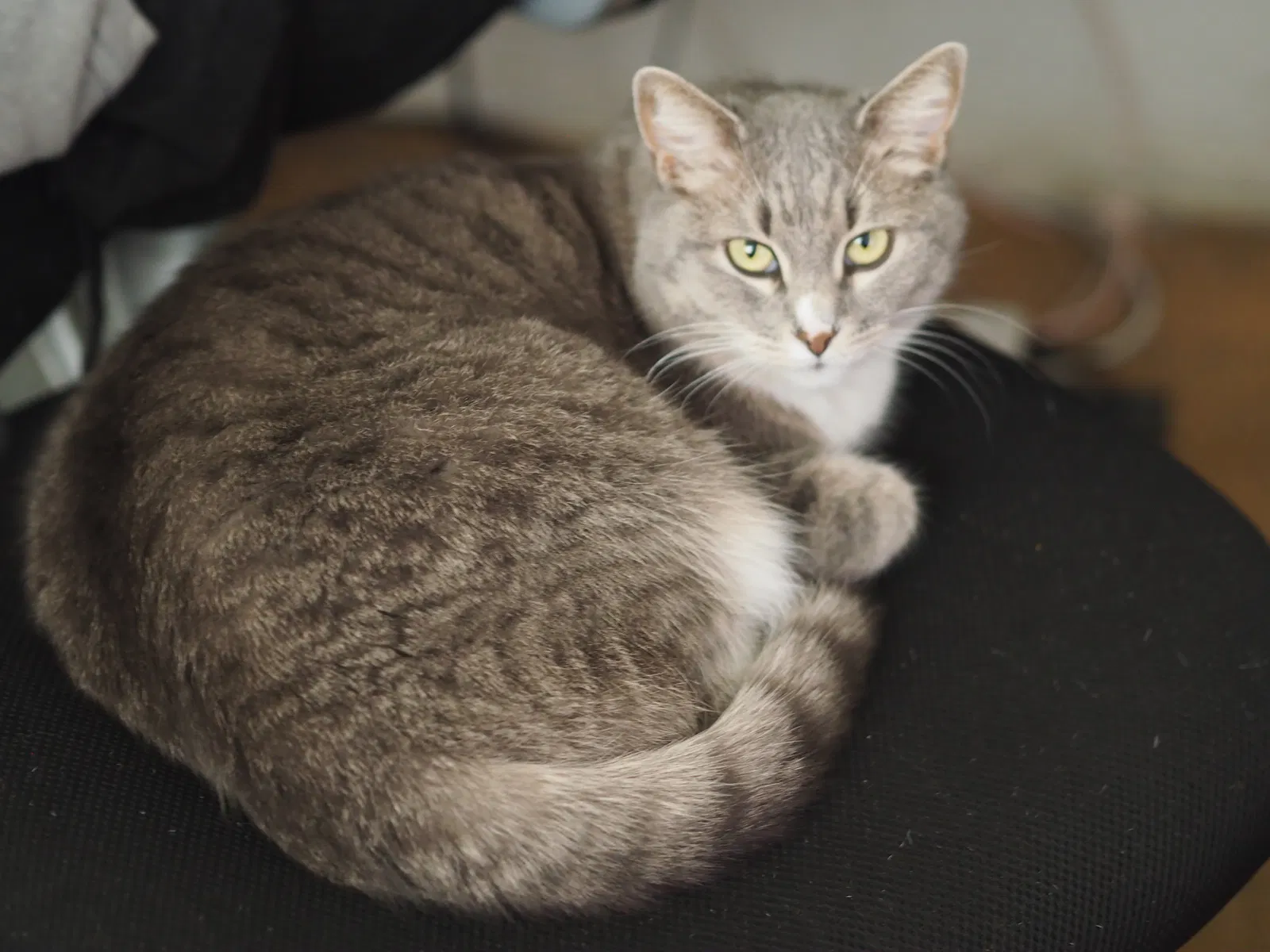 Lost cat in Fountain Valley, CA, 92708