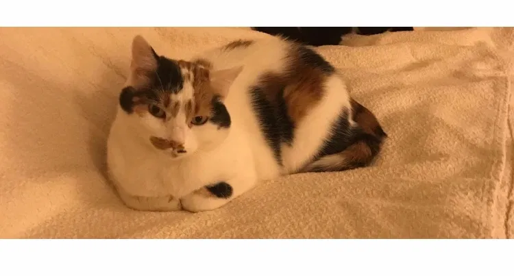 Lost cat in Philadelphia, PA, 19114