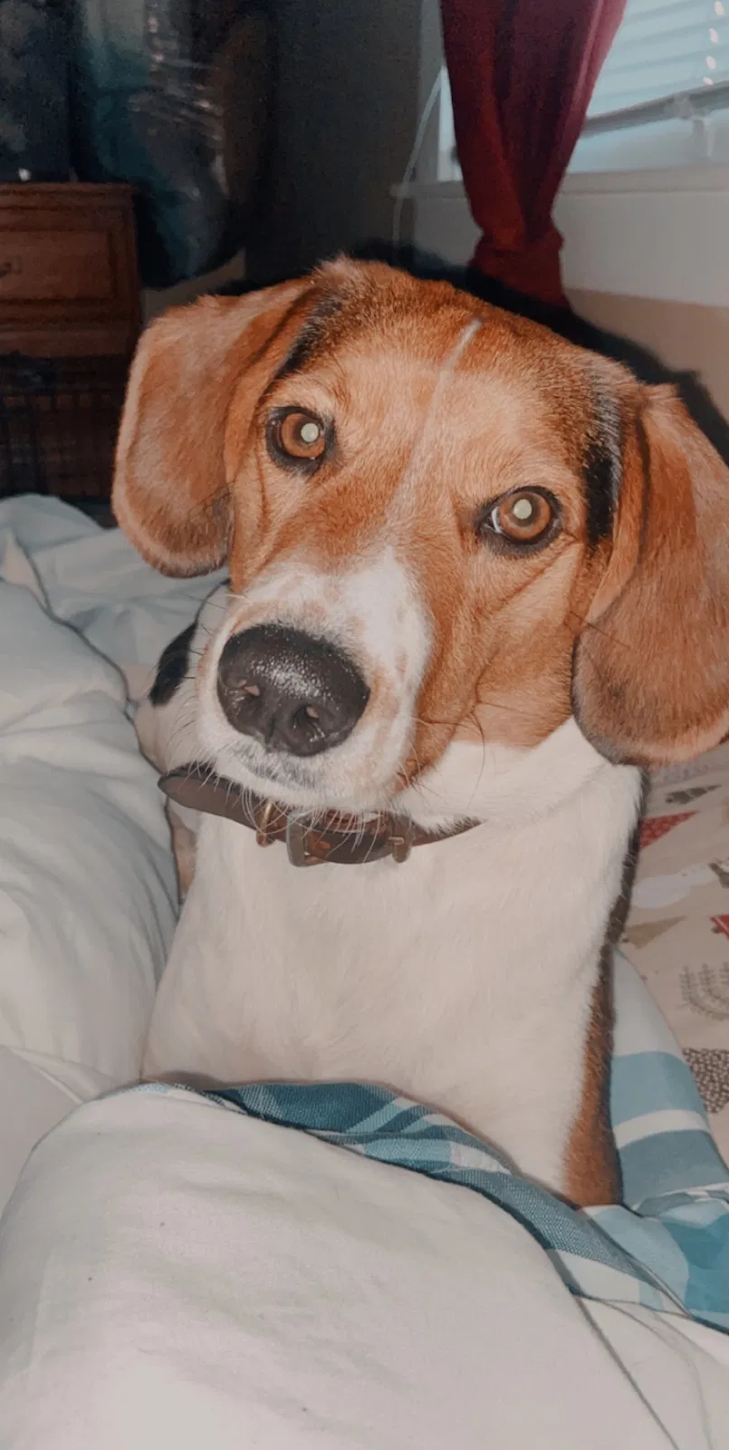 Lost dog in Buffalo, NY, 14212