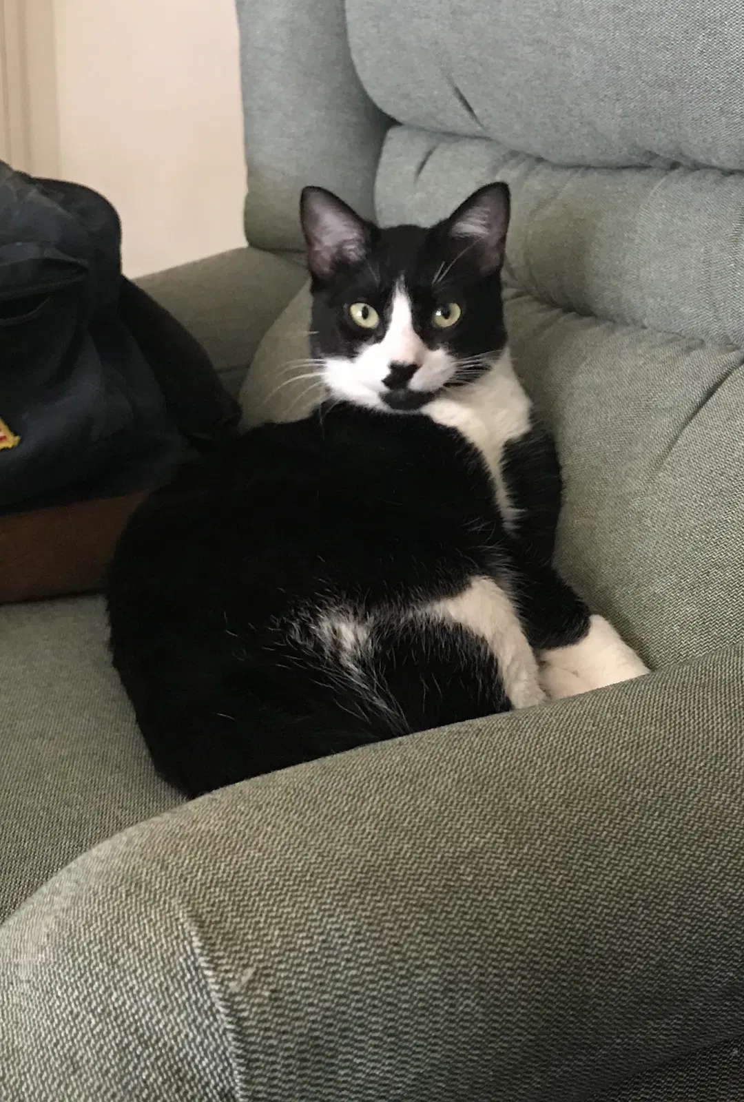 Lost cat in Richmond, VA, 23225