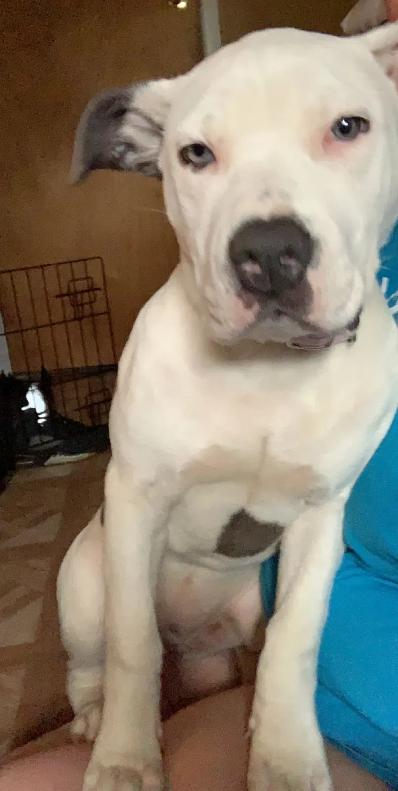 Lost dog in Brentwood, NY, 11717