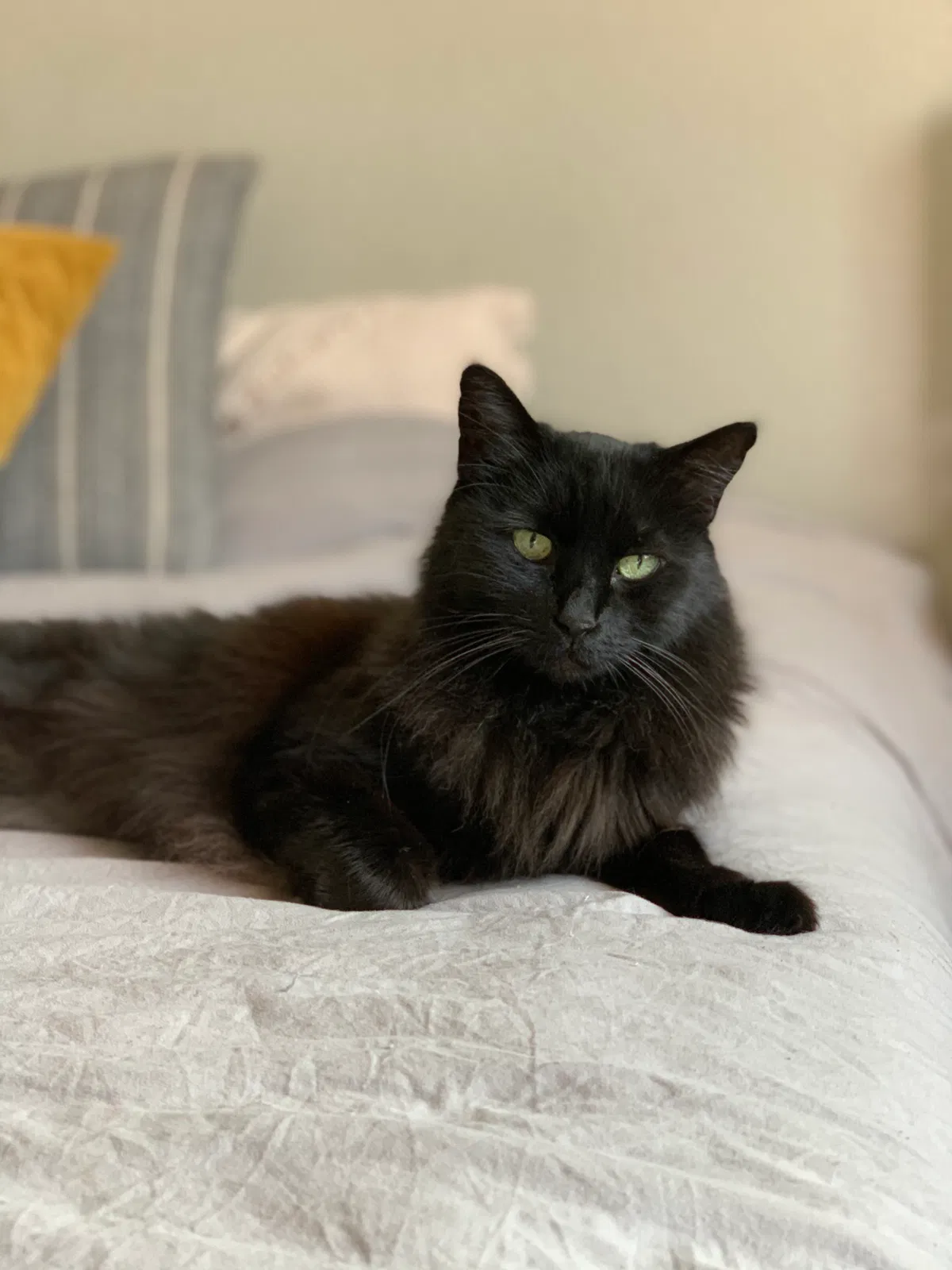 Lost cat in Citrus Heights, CA, 95610