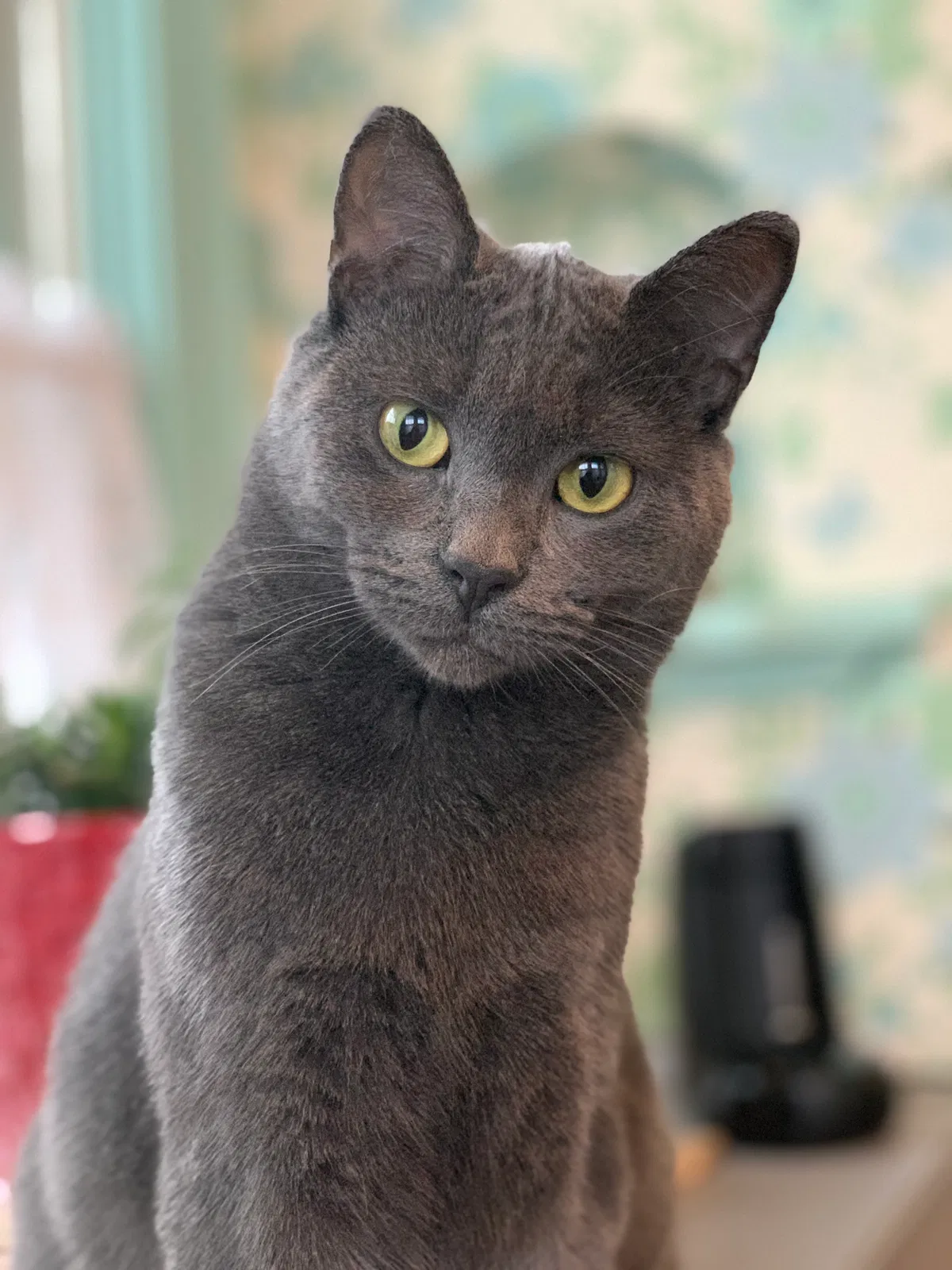 Lost cat in Minneapolis, MN, 55419