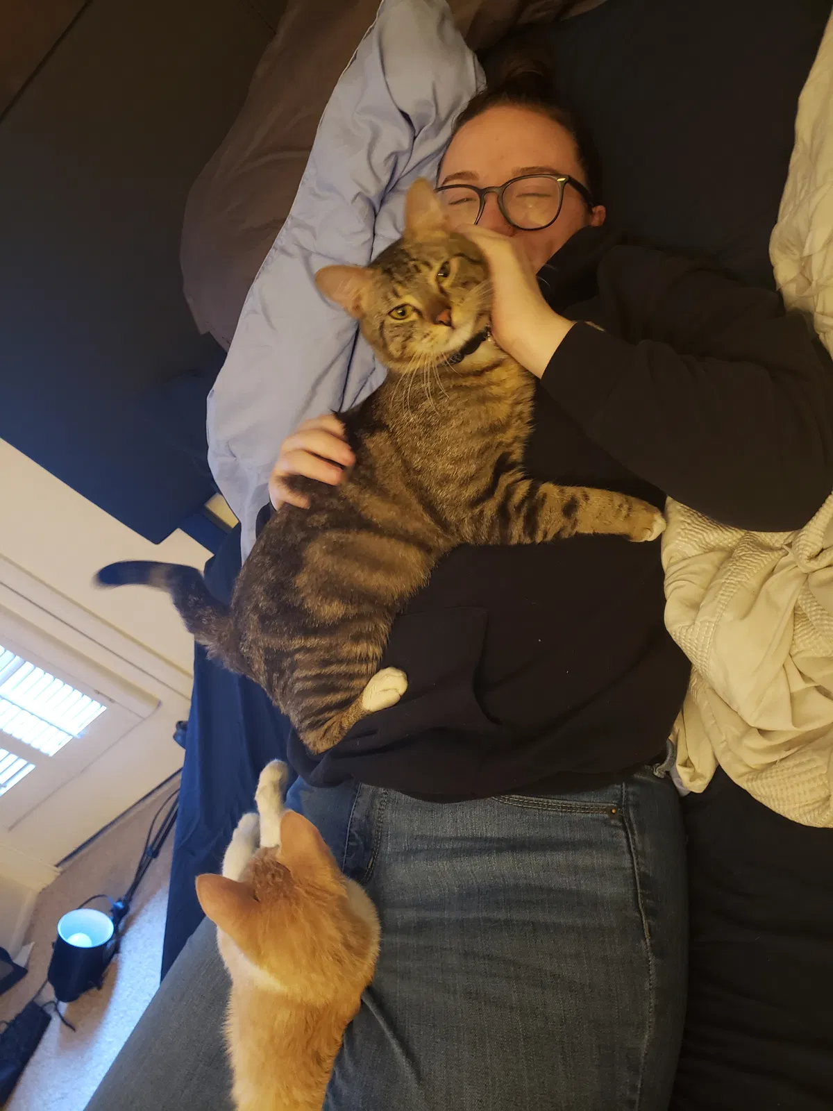 Lost cat in Tucson, AZ, 85710