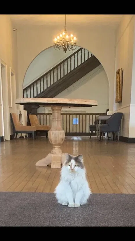 Lost cat in Richmond, VA, 23222