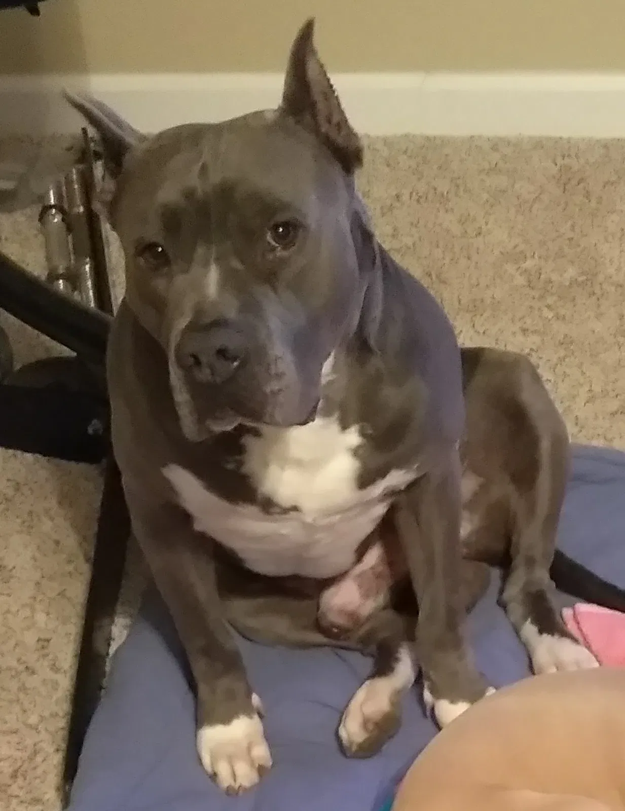 Lost dog in Kennedale, TX, 76060