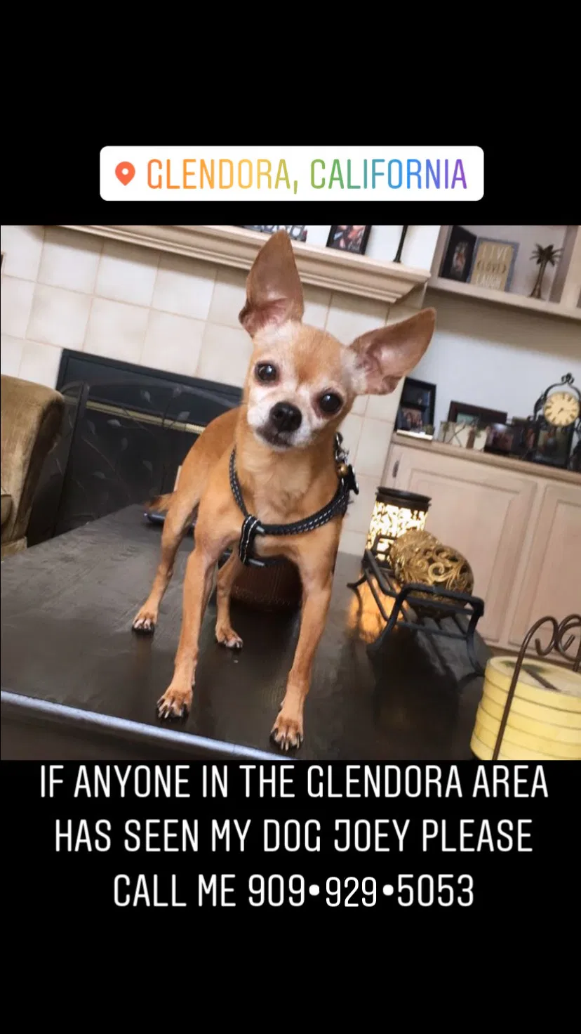 Lost dog in Glendora, CA, 91740