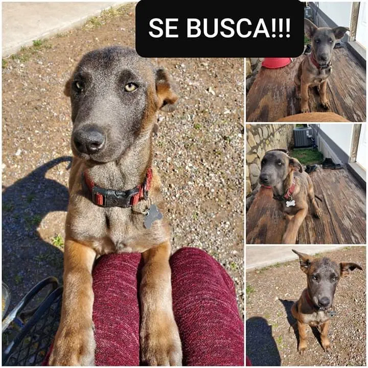 Lost dog in Canutillo, TX, 79835