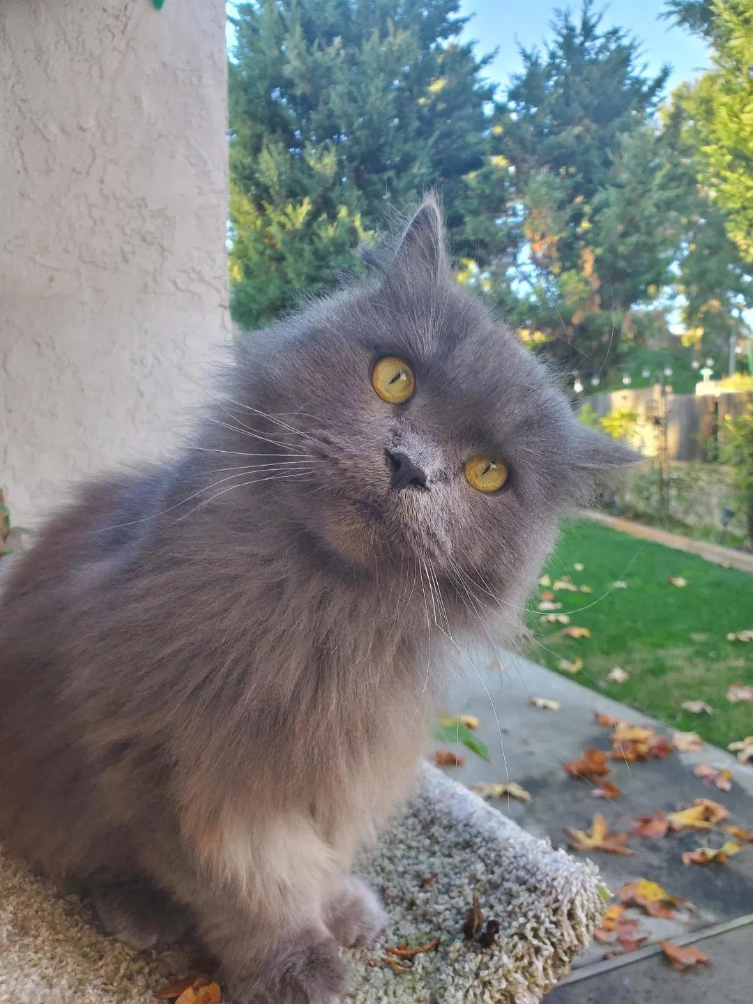 Lost cat in Mission Viejo, CA, 92691