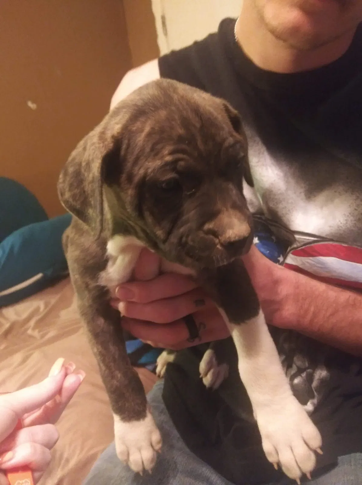 Lost dog in Queen Creek, AZ, 85142