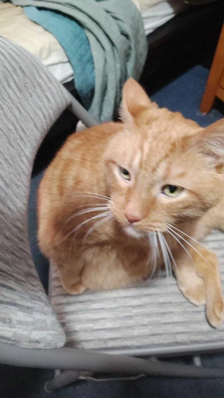 Lost cat in South Plainfield, NJ, 7080