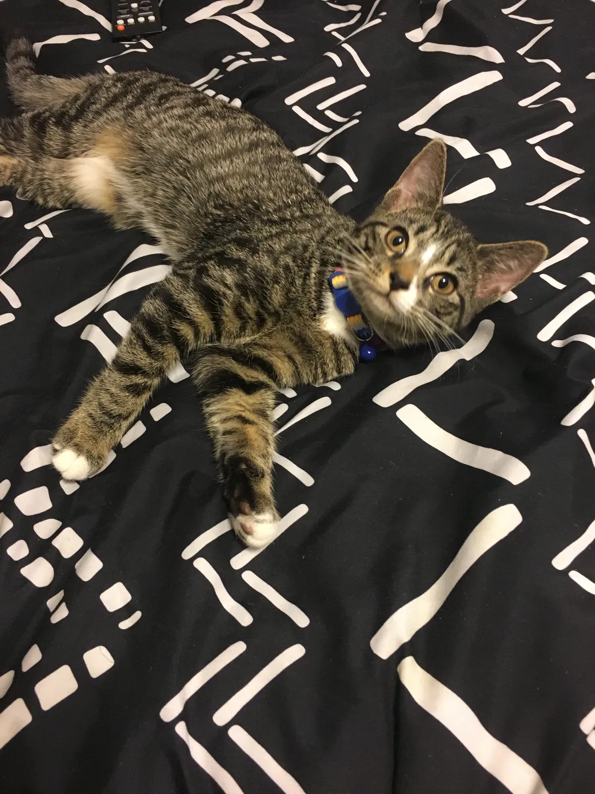 Lost cat in Cleveland, OH, 44124
