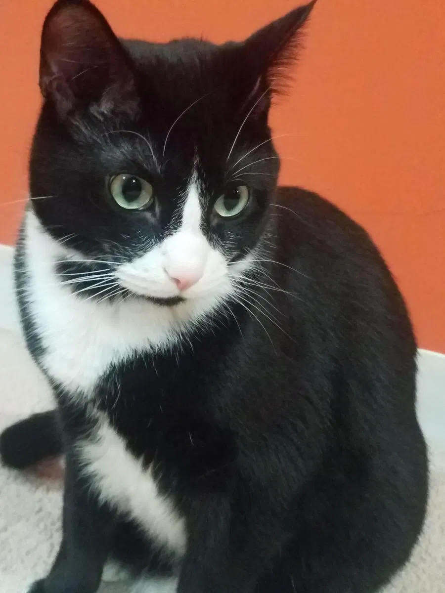 Lost cat in Minneapolis, MN, 55428