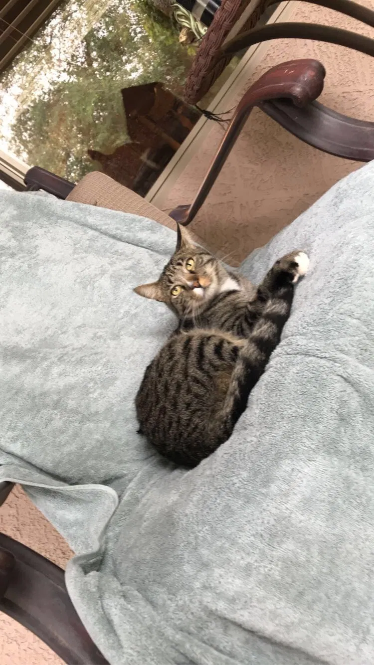 Lost cat in Queen Creek, AZ, 85142