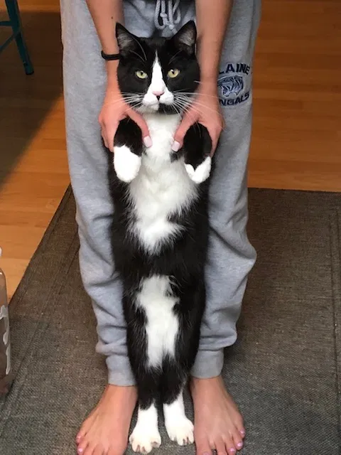 Lost cat in Andover, MN, 55304