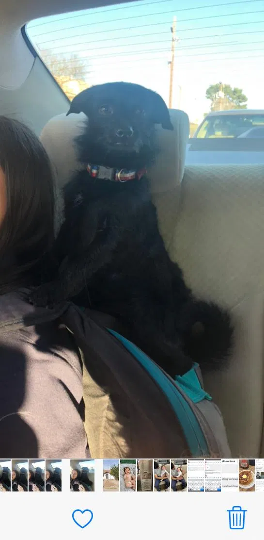 Lost dog in Glendale, AZ, 85301