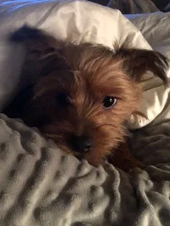 Lost dog in Baton Rouge, LA, 70808
