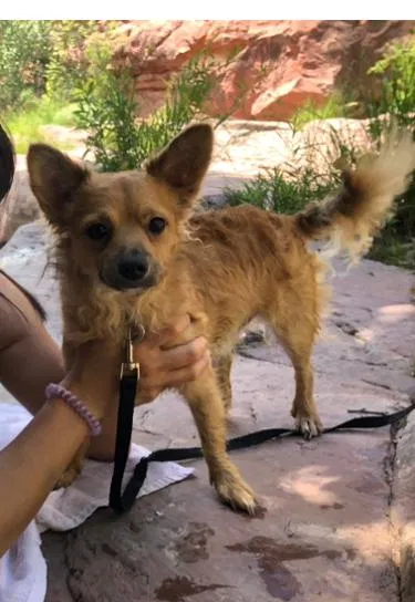 Lost dog in Glendale, AZ, 85301