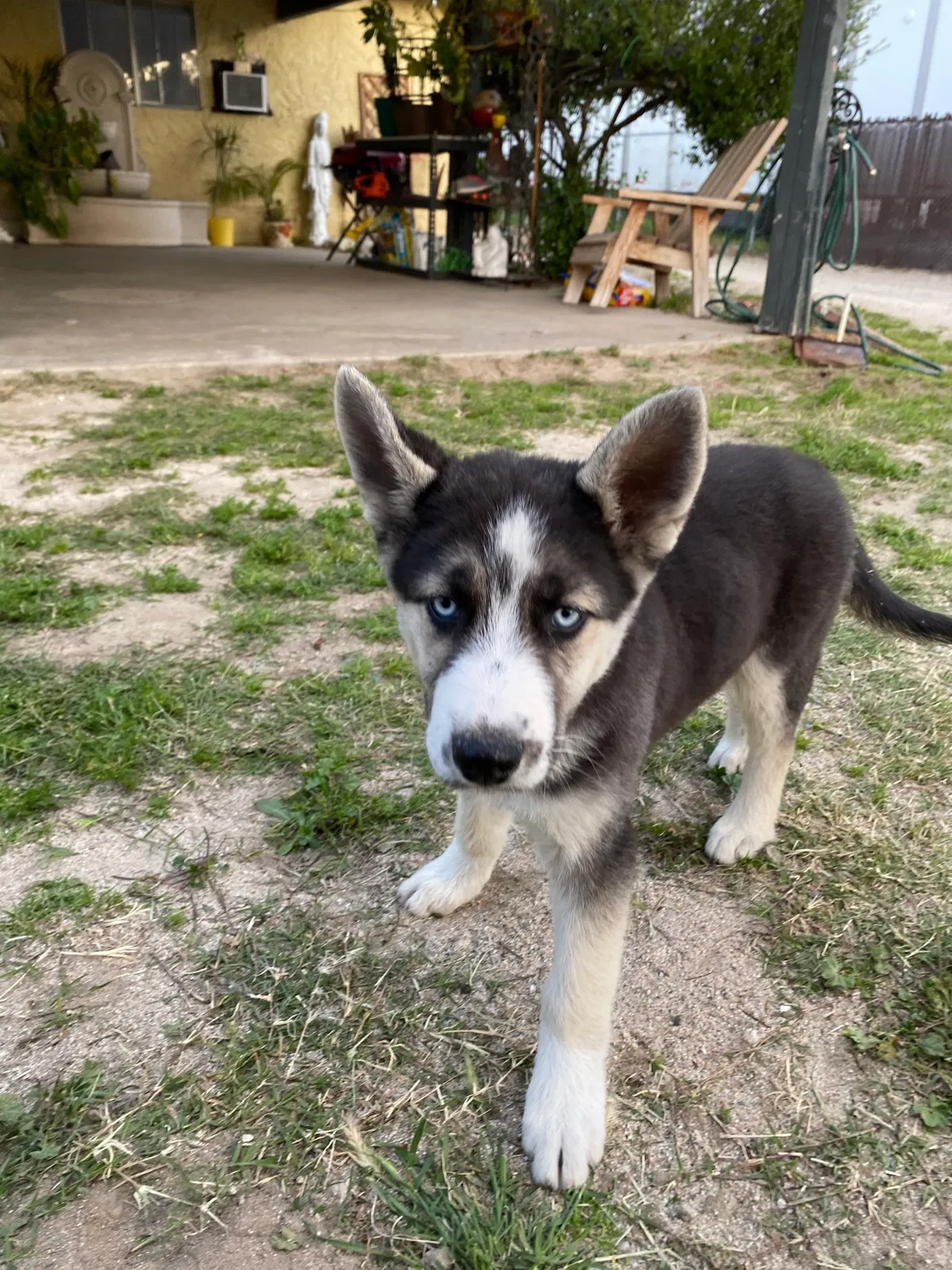 Lost dog in San Bernardino, CA, 92407