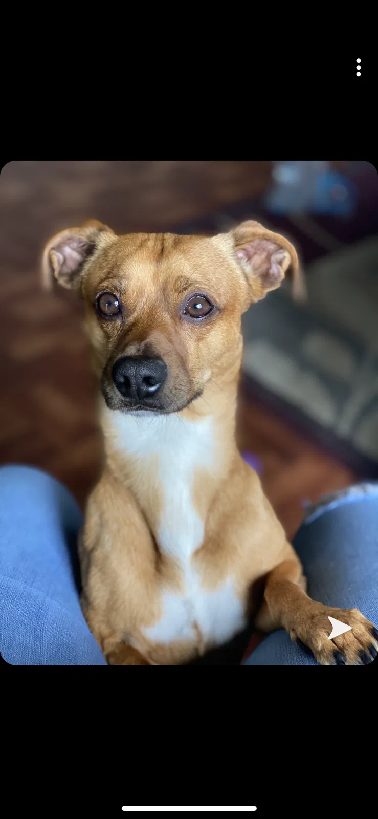 Lost dog in San Marcos, CA, 92078