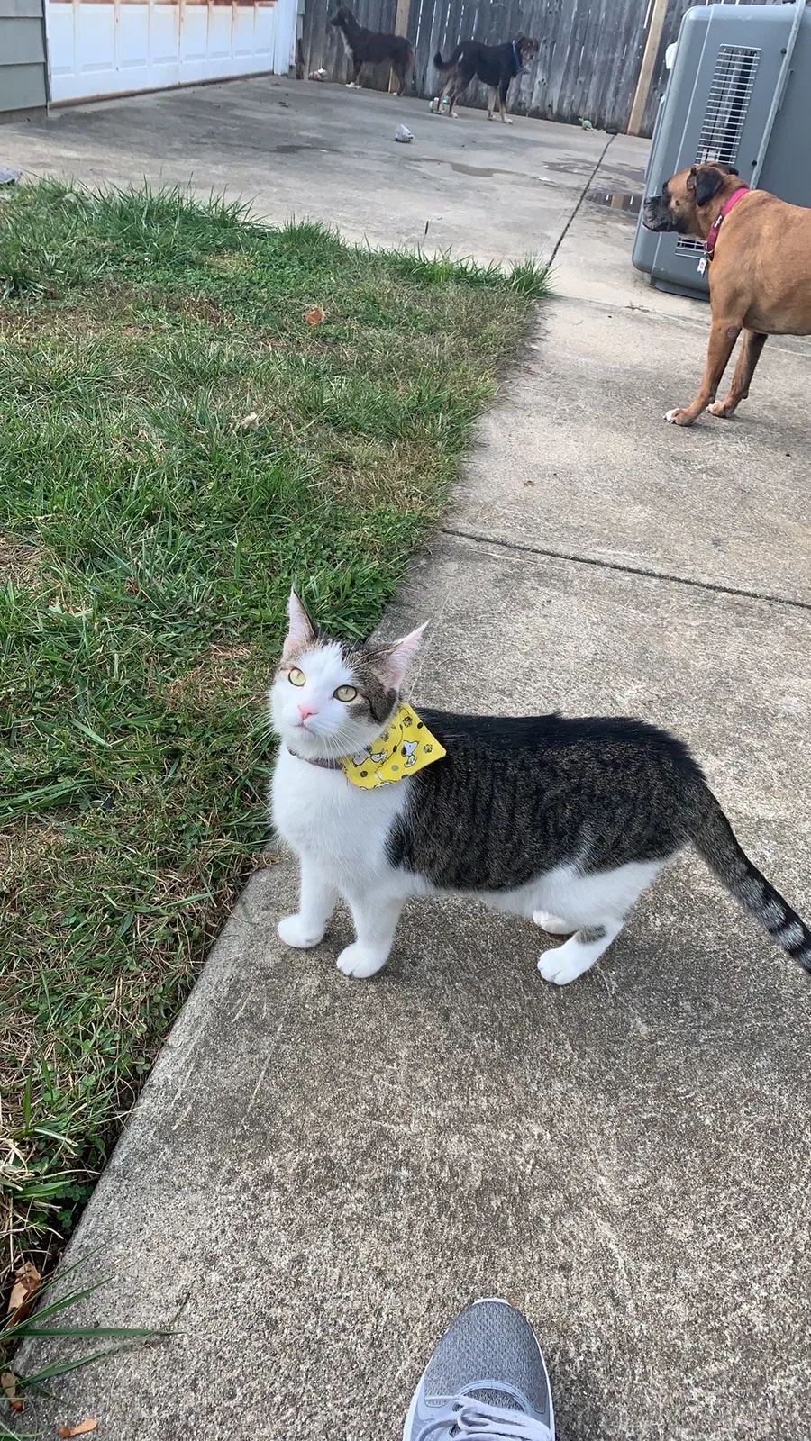 Lost cat in Dayton, OH, 45420