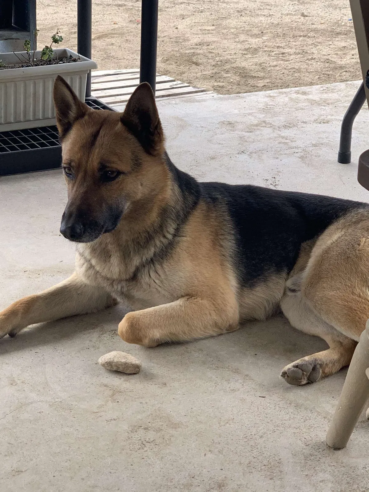 Lost dog in Fontana, CA, 92336