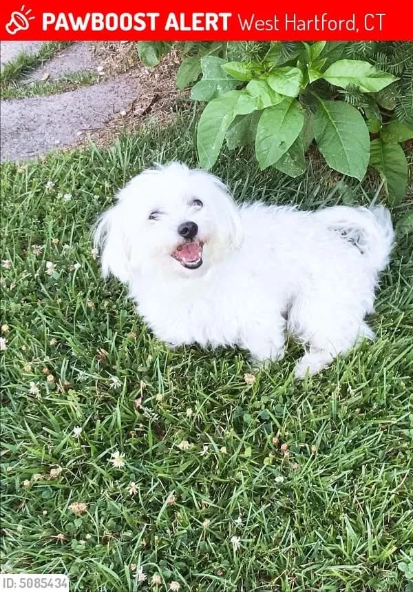 Lost dog in West Hartford, CT, 6119