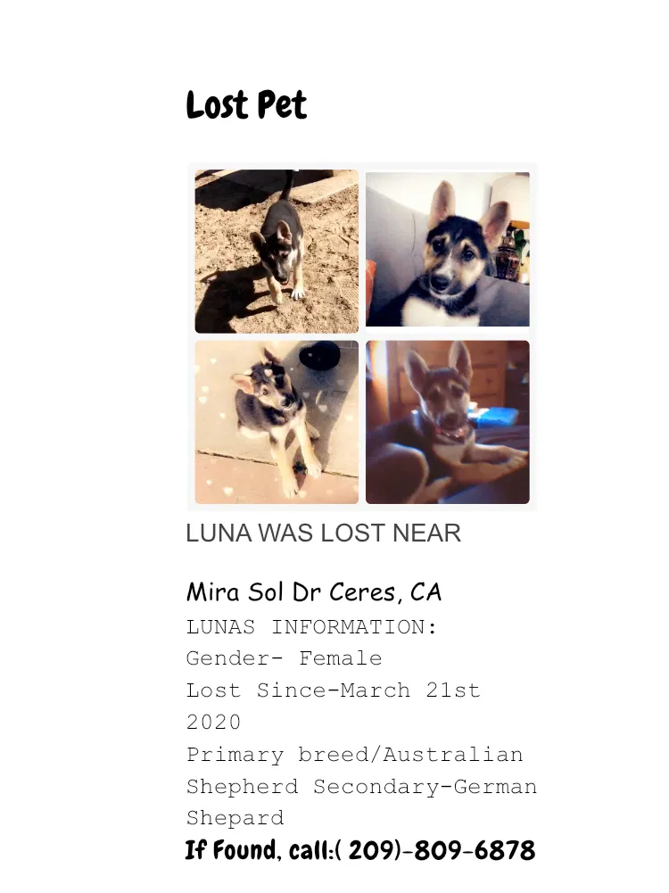 Lost dog in Ceres, CA, 95307